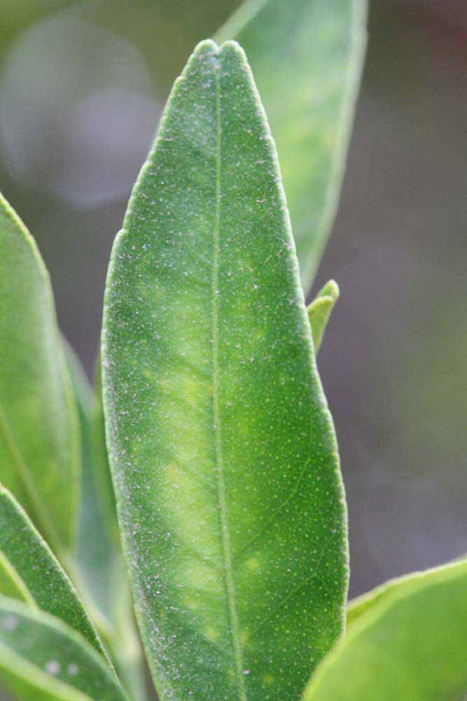              Margin (Riverside, CA)       